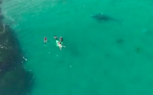 [VIDEO] A trois mètres de la baleine, les nageurs ne la voient pas