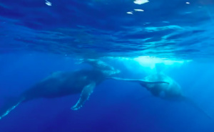 Safari baleines à La Réunion en drone :  " Un Pur Moment de Bonheur avec la nature"