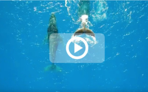 Moment magique au large de Boucan Canot