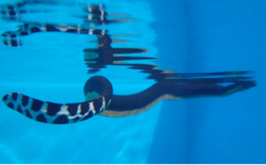 Un serpent de mer venimeux soigné et relâché en mer par Kelonia