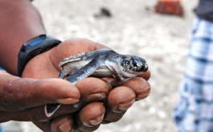 Des plages pour nos tortues