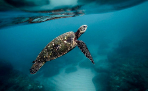 Madagascar: Huit enfants meurent après avoir mangé de la tortue marine