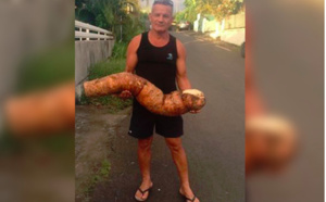 Un manioc géant découvert à La Ravine des Cabris