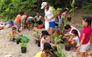 Venez participer aux ateliers de plantation sur les plages de pontes de tortues marines