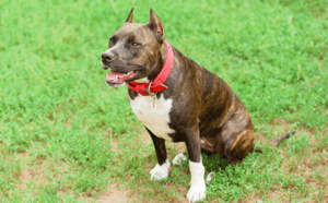 Le chien tue ses propriétaires : 270 000 personnes veulent lui éviter l'euthanasie