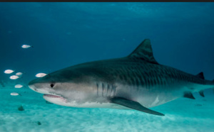 Il survit à une attaque d'ours et de serpent, puis subit l'assaut d'un requin !