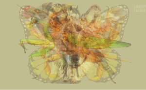 Quand l'animal en dit long sur votre personnalité...