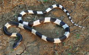 Elle succombe à la morsure de son serpent acheté sur le net
