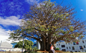 Le baobab des Camélias en lice pour devenir l'Arbre de l’année