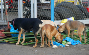 Il prostituait des chiens!