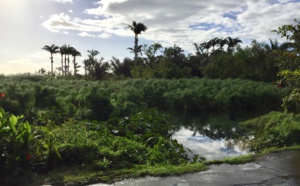Balade péi : Tour des Roches.