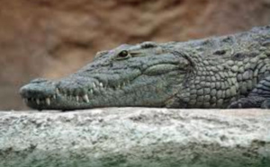 Un crocodile en captivité dévore celle qui le nourrissait