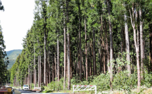 Participation du public à l’élaboration du programme régional de la forêt et du bois (PRFB) de La Réunion