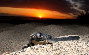 Kélonia - Les Nuits sans lumières