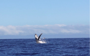 📷Le merveilleux spectacle immortalisé par l'association Globice
