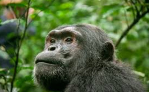 Le soigneur se fait déchiqueter la main par un chimpanzé