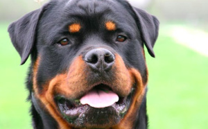 Une petite fille entre la vie et la mort après une attaque de rottweiler