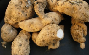 Patates-cochon, patates chouchou, patates... que j'aime ton goût.