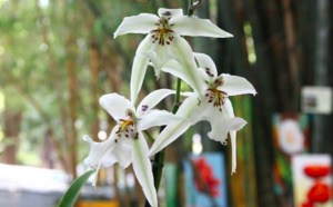 Florilèges: Plus de 350 000 visiteurs se sont déplacés pour l'édition 2019