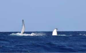 Ouverture d'une consultation publique nationale pour l'observation des mammifères marins: