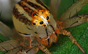 Un photographe réunionnais primé au concours Nikon’s Small World