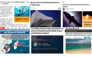 Du Japon au Brésil, la presse internationale relaye la découverte macabre dans l’estomac d’un requin-tigre