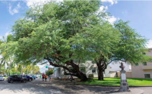 Le "Pié Zépinar" du Port, arbre de l'année 2019 ?