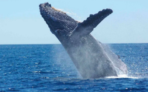 Les baleines desertent nos côtes en 2019