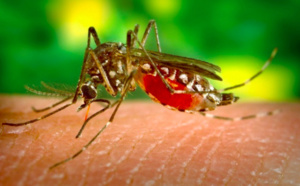 Et si la dengue était sexuellement transmissible?