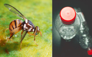 Mouche asiatique : Donnez vos bouteilles plastiques usagées pour aider les agriculteurs