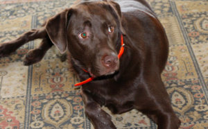 Le chocolat : du poison pour votre chien !