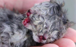 Le chaton à deux têtes va-t-il survivre?