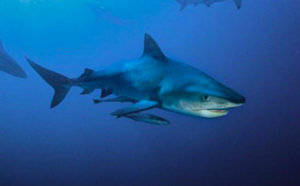 Mordu au bras par un requin, un Australien parvient à nager jusqu'au rivage