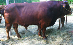 Il prend un stimulant pour taureau : l'homme hospitalisé après une érection de 3 jours