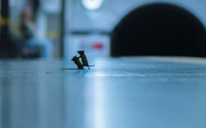 L'incroyable meilleure photo animalière de l'année