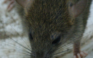 Il laisse les rats dévorer le corps de sa petite fille trisomique