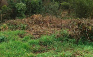 Un homme ivre s'émascule, son sexe introuvable !