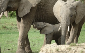 Assassinat sauvage en Inde d'une femelle éléphant en pleine gestation