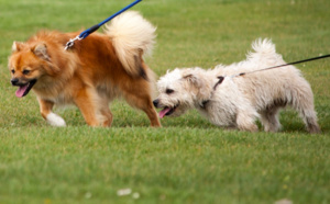Etranglée par les laisses de ses chiens