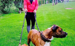 Femme enceinte tuée par morsures de chien : l'un de ses chiens incriminé