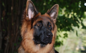 Joe Biden s'est cassé le pied