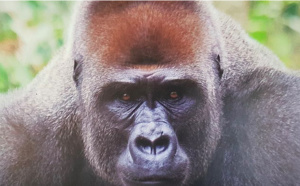 Deux gorillles positifs et malades du Covid