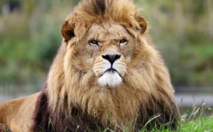 Attaqué par un lion, il survit et témoigne