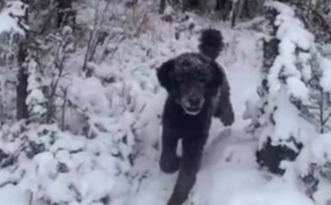 Nouvelle photo virale: qui court dans la neige?