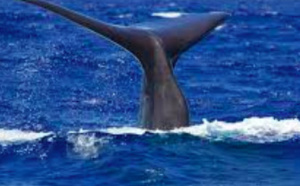 Des pêcheurs découvrent des millions dans l'estomac d'une baleine