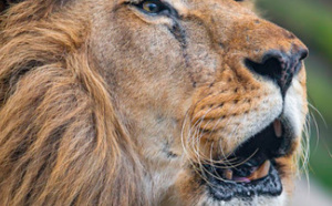 Un pisteur dévoré par deux lions en Afrique du Sud