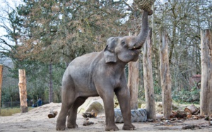 Il risque la vie de son enfant pour un selfie avec des éléphants