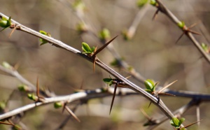 Un préservatif anti-viol à épines qui fait grande polémique