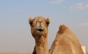 Pollution: un chameau succombe après avoir ingéré plus de 2 000 sacs en plastique