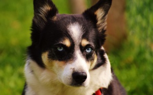 Un husky sauve un nouveau né